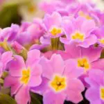 spring-flowers-candia-tulip-pigeon-forge