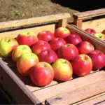 apples-pigeon-forge-farmers-market