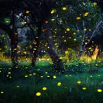 firefly-display-lottery-pigeon-forge