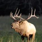 wildlife-experience-you-will-see-in-the-smokies