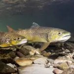 trout-stocked-in-gatlinburg