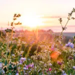 wildflower-pilgrimage-in-gatlinburg