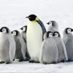 world-penguin-day-ripleys-aquarium-smokies
