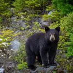 Black bear stands on stones in a forest near Pigeon Forge, TN.