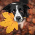 dog-fall-leaf