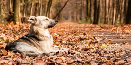 Pigeon Forge Pet Friendly Cabins