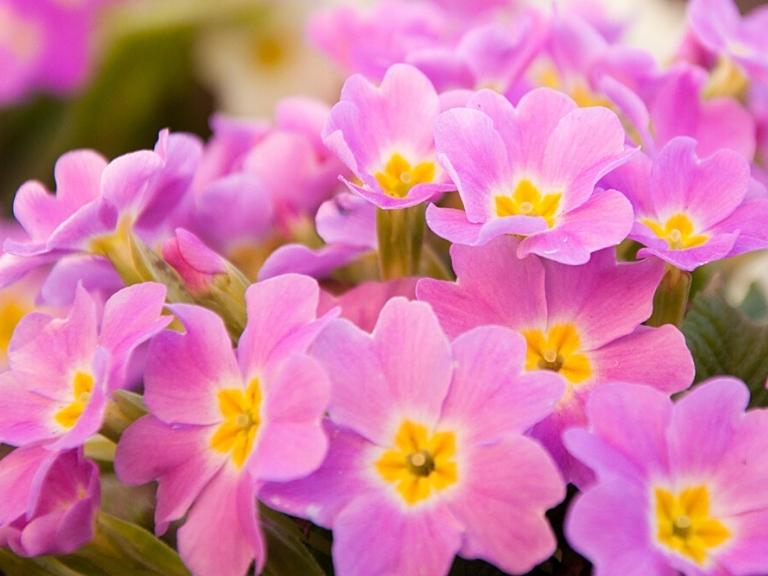 spring-flowers-candia-tulip-pigeon-forge