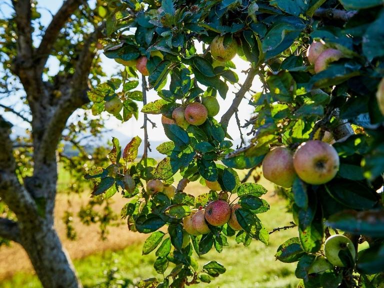 pigeon-forge-apple-orchard