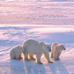 6th-annual-polar-bear-plunge