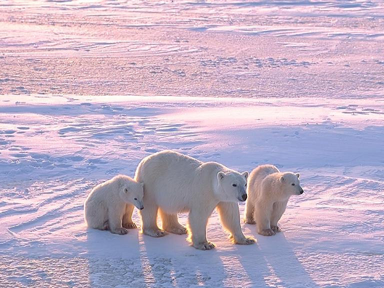 6th-annual-polar-bear-plunge