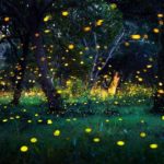 pigeon-forge-fireflies-meadow