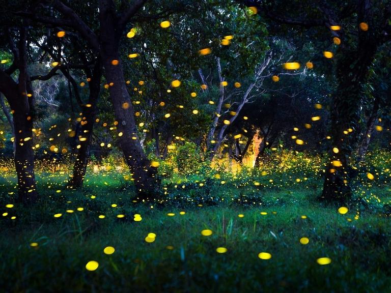 pigeon-forge-fireflies-meadow