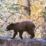 black-bear-on-stone-wall-pigeon-forge