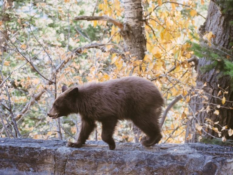 black-bear-on-stone-wall-pigeon-forge