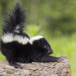 animals-you-may-or-may-not-see-in-the-smokies