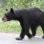 pigeon-forge-black-bear-walking-street