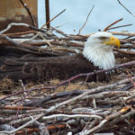 eagle-eggs-in-the-smokies