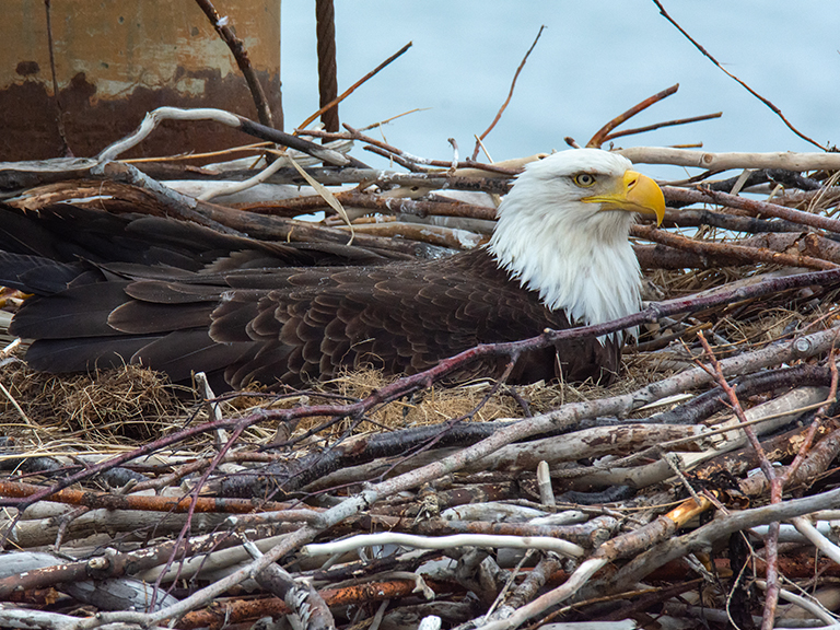 eagle-eggs-in-the-smokies