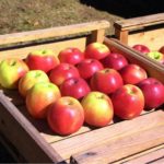 apples-pigeon-forge-farmers-market