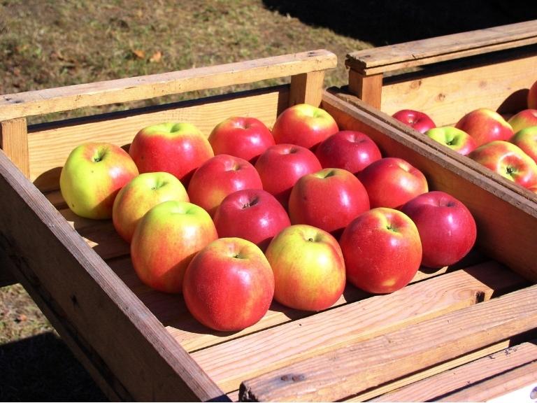 apples-pigeon-forge-farmers-market