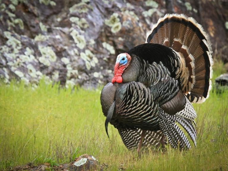 pigeon-forge-turkey-standing-field