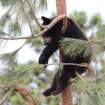 baby-black-bear-in-tree-pigeon-forge