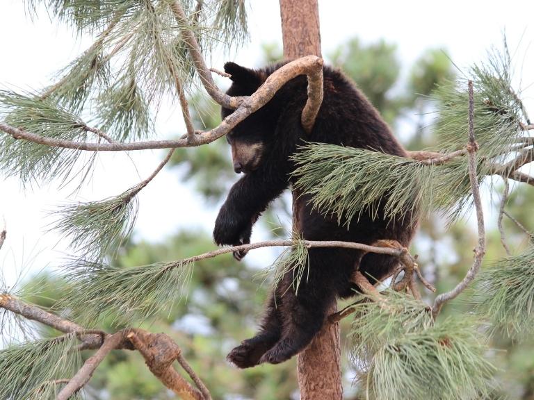 baby-black-bear-in-tree-pigeon-forge