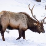 pigeon-forge-elk-in-snow