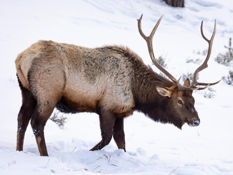 pigeon-forge-elk-in-snow