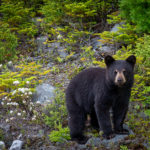 wilderness-wildlife-week-pigeon-forge