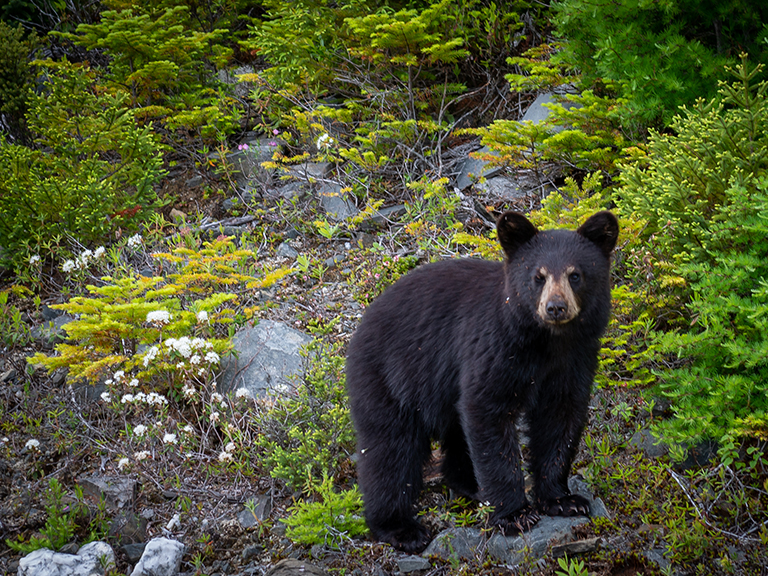 wilderness-wildlife-week-pigeon-forge