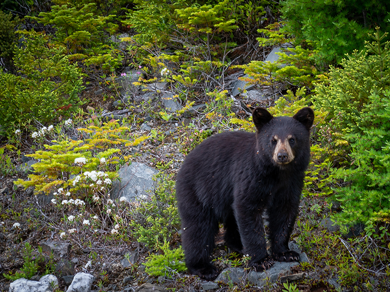 wilderness-wildlife-week-pigeon-forge