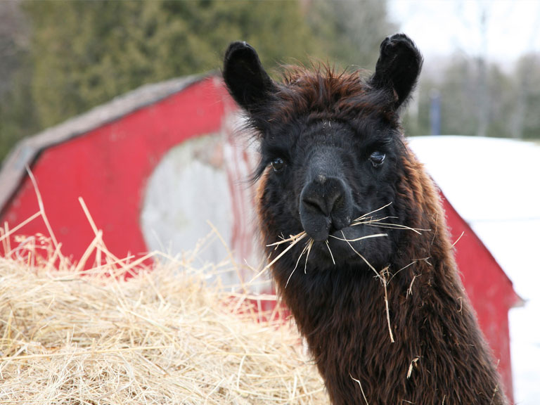 March Events Pigeon Forge TN Cabins