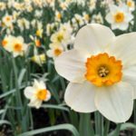 spring-flowers-narcissus-pigeon-forge