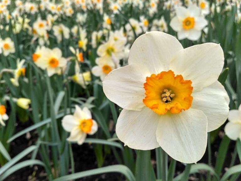 spring-flowers-narcissus-pigeon-forge