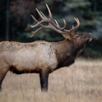 elk-in-the-great-smoky-mountains