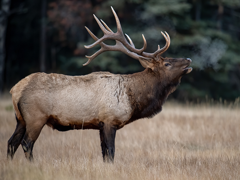 elk-in-the-great-smoky-mountains