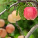pigeon-forge-apple-on fruit-tree