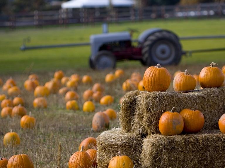 pigeon-forge-pumpkin-patch-tractor
