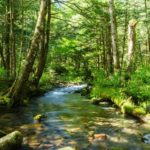 pigeon-forge-sunny-forest-stream