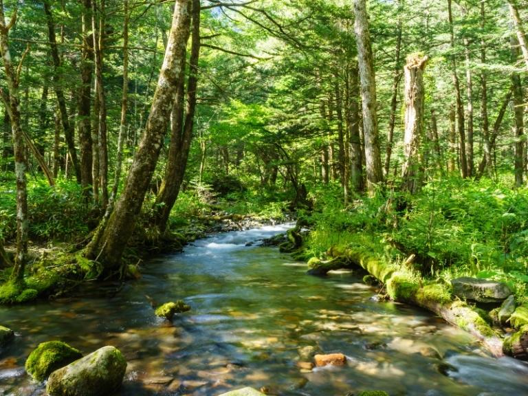 pigeon-forge-sunny-forest-stream