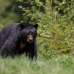 pigeon-forge-wild-black-bear