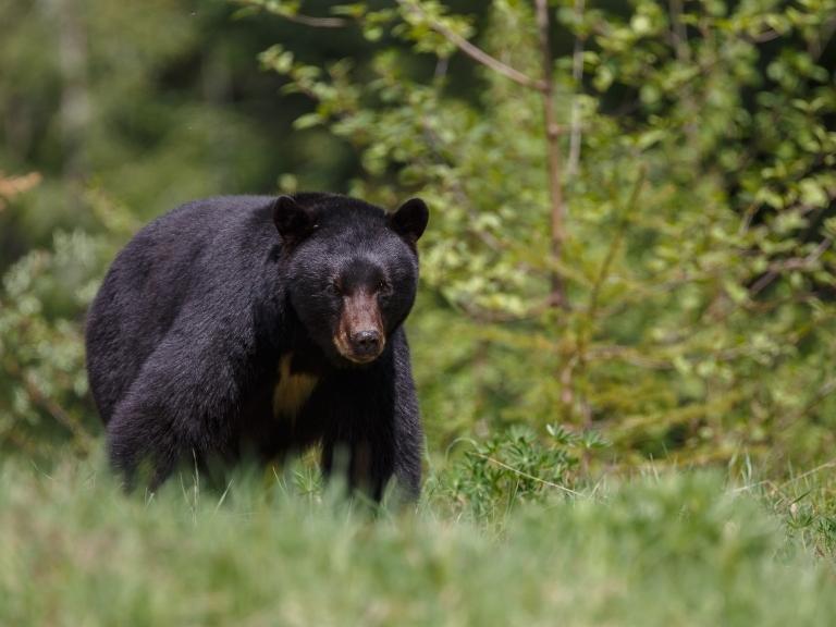 pigeon-forge-wild-black-bear