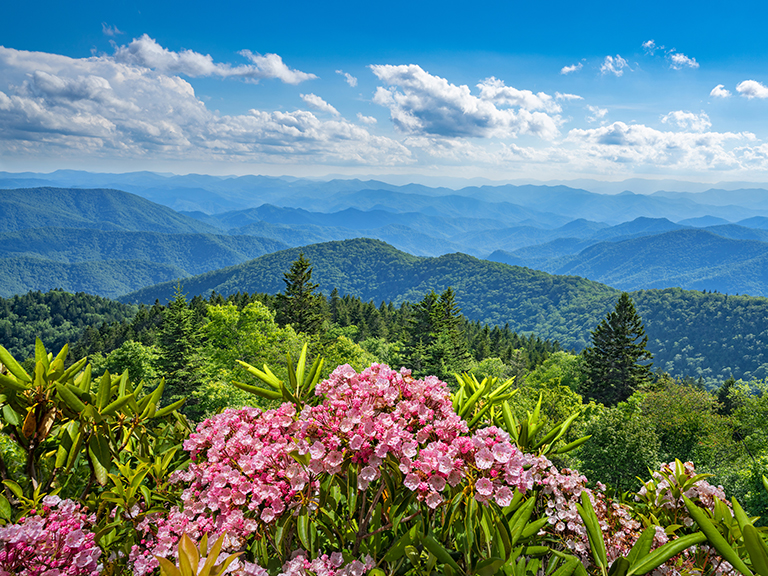 Wildflower Walks in the Great Smoky Mountains Pigeon TN Cabins