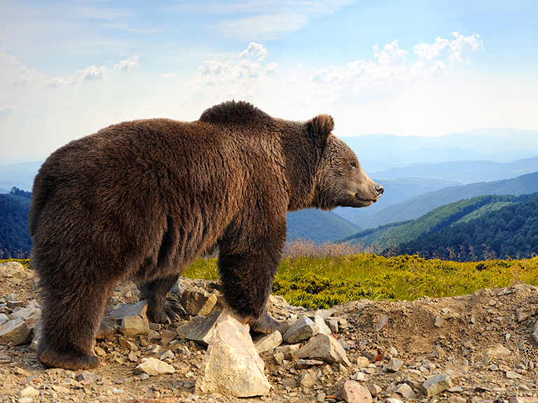 winderness-wildlife-week-in-pigeon-forge