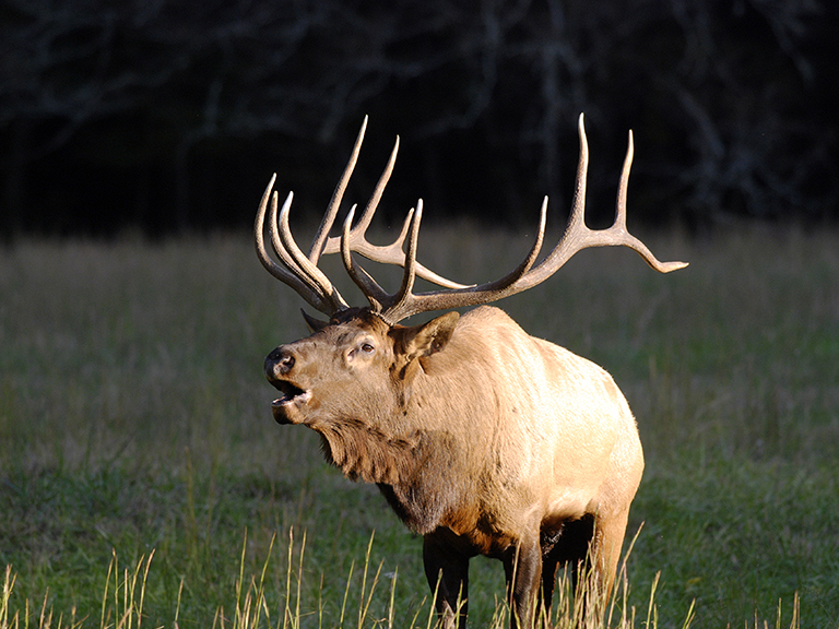 wildlife-experience-you-will-see-in-the-smokies