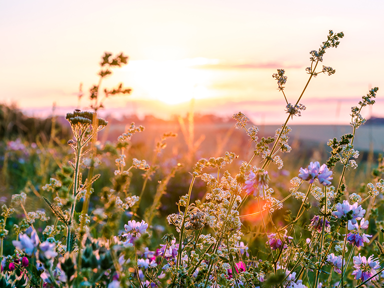 Discover the Beauty of the Smokies at the 68th Annual Spring Wildflower