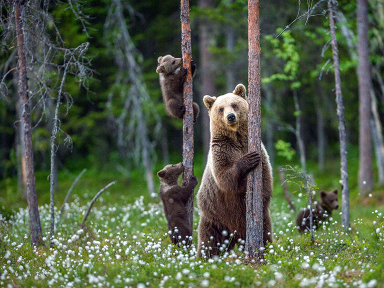 summer-safety-tips-for-bears-pigeon-forge