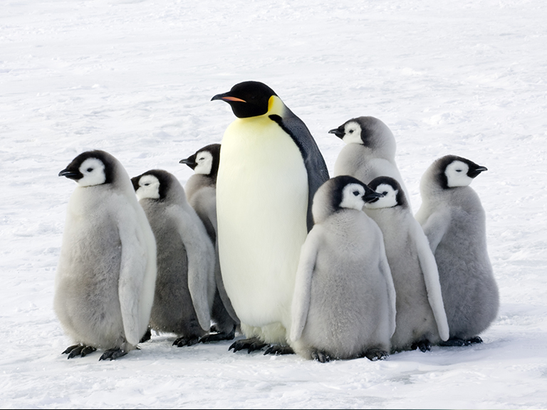 world-penguin-day-ripleys-aquarium-smokies