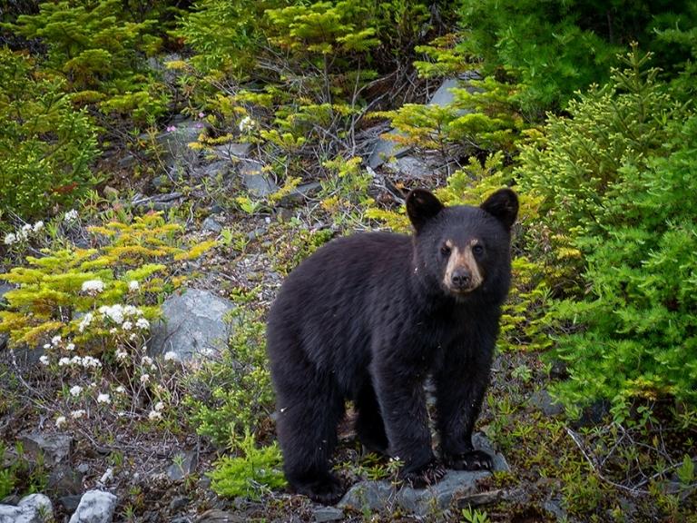 seeing-black-bears-pigeon-forge